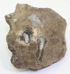 Cornulith, Cornulithes sp., Silur, Ludlow, Sproge, Gotland, Schweden-i83 - Picture 1 of 4