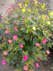 25 Samen Wunderblume (Mirabilis jalapa ) - Bild 1 von 3