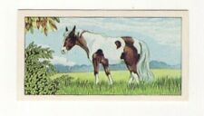 Family Pets 1964. Pony