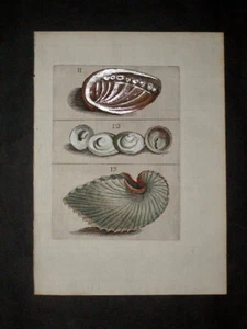 1681 ORIGINAL ANTIQUE HAND COLORED SHELL PRINT - BUONANNI - NAUTILUS  RARE - Picture 1 of 1
