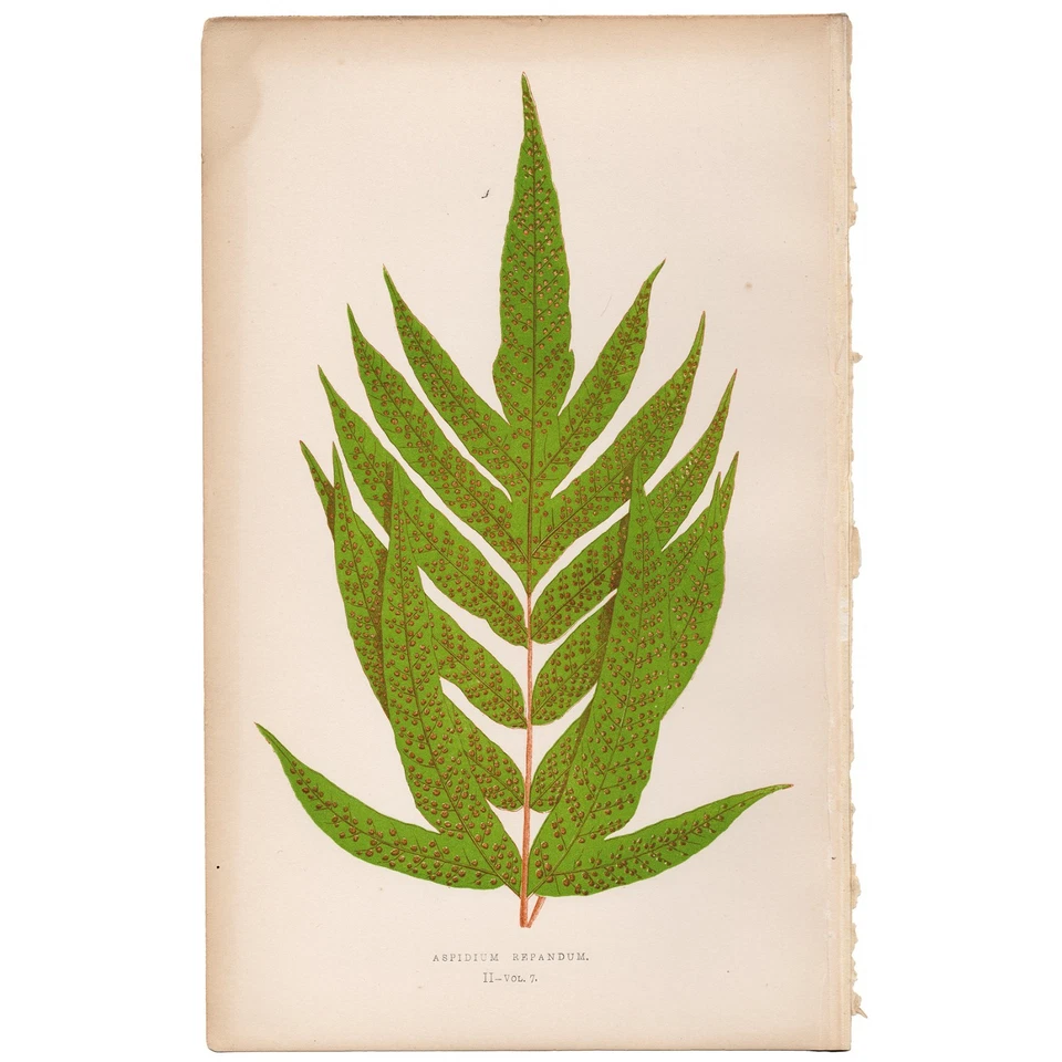 Helechos exóticos antiguos Lowe 1872 impresión botánica 2 helechos escudo hojas onduladas Foto 1 de 3