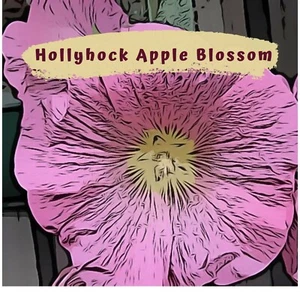 Hollyhock Apple Blossom Pink Flower 40  Seeds - Picture 1 of 6