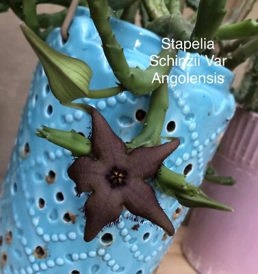 STAPELIA SCHINZII Stapelia 根植物 Orbea Huernia 多肉仙人掌 — 第 1/4 张图片