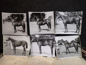 6 PHOTOS 1950's AT HARBOR VIEW FARMS N.Y. RACEHORSE PHOTOS NAMES ON BACK  LOT 2 - Picture 1 of 13