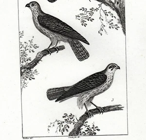 RAPACES CRECERELLE, EMERILLON et HOBEREAU Gravure Originale VAUTHIER - Picture 1 of 3