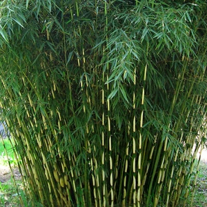 Umbrella Bamboo Fargesia Robusta Pingwu Fast Growing Screening Hedges - 14cm pot - Picture 1 of 6