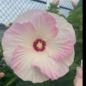 SUNDAY'S BEST ~HARDY HIBISCUS~HEIRLOOM Dinner Plate 20+ Seeds & Instr Gorgeous! - Picture 1 of 1