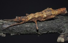 Dares philippinensis Stick Insect 20+ eggs