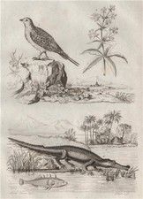 Sandgrouse. Rubia tinctorum/Common madder. Three-spined stickleback.Gharial 1834