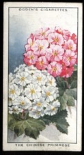 Tobacco Card, Ogdens, COLOUR IN NATURE, 1932, Chinese Primrose, #36