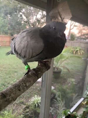 HONBAY 30 pcs Mixed Color 8mm Foot Ring Bands Bird Clip on Leg Rings for Pigeon Dove