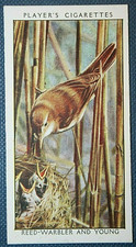 REED WARBLER  Vintage 1930's Colour Photo Card  QC02M