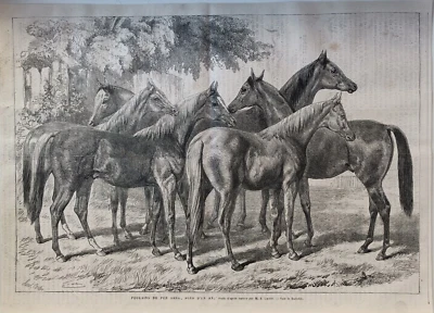 Stampa antica 1869 Cavalli Puledri purosangue di 1 anno - Immagine 1 di 4