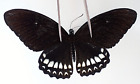 PA12175. Unmounted butterflies: Papilio sp. Vietnam. Dong Nai