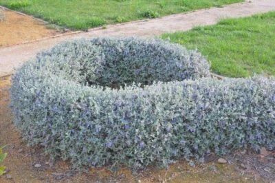 AZ.AGR.PURGATORIO pianta di Teucrium fruticans