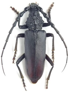 Cerambycidae Cerambyx dux Armenia - Picture 1 of 1