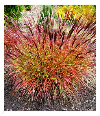 Chinaschilf "Red Chief" 1 Pflanze Miscanthus sinen winterhart - Bild 1 von 3