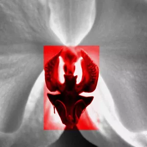 Orchide - Bild 1 von 5
