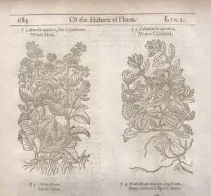 Antique Botanicals Gerarde Historie Of Plantes Woodcuts Lot Of Four - D - Picture 1 of 2