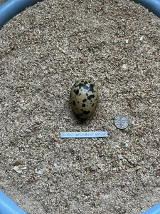 REPLICA BLACK WINGED STILT BIRDS EGG - Picture 1 of 2