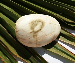 concha fósil petrificación MM045 fósil de Madagascar - Imagen 1 de 2