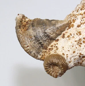 Schnecke, Pyrgotrochus elongatus, Jura, Bajoc, Evrecy, Frankeich -eb9542 - Bild 1 von 6