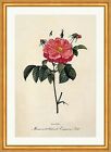 Marmoriert blhende Essigrosen Sorte Rosa Gallica Marbled French Redoute 186