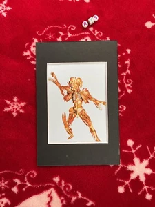 Gallery Card ,ART PRINT by GUNTHER VON HAGENS  , Mounted , MEDICAL ANATOMY OOAK - Picture 1 of 3