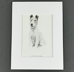 Cecil Aldin Print 1930s A Meynell Hunt Fox Terrier Dog with 9 x 12 in Mat