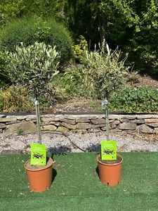 1 pair of Olive Trees Evergreen (olea europa).REDUCED!!! - Picture 1 of 2