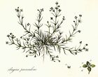 SAGINA PROCUMBENS Curtis Large Antique Botanical Print Flora Londinensis 1777