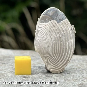 Fossil bivalve shell, pliocene, indonesia, genuine - Picture 1 of 1