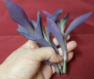 8 x live Purple Heart plant Cuttings 4 to 5 inch long - Picture 1 of 12