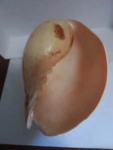   Große dekorative Muschel 7,5"L x 4"H Melone Muschel   - Bild 1 von 5