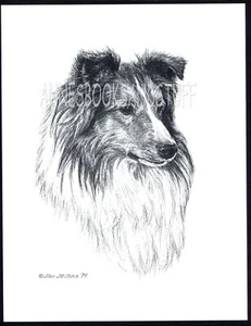 #240 SHELTIE portrait dog art print * Pen and ink drawing by Jan Jellins - Picture 1 of 9