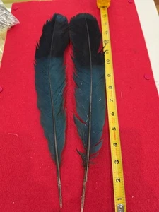 Z77 Pair Great Blue Turaco Tail Feather - Picture 1 of 2