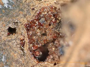 Lotharmeyerite & Adamine - Ojuela mine, Mexico - Picture 1 of 3