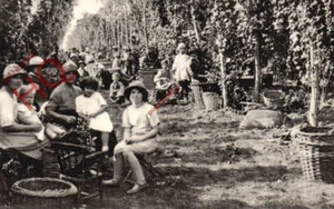 Picture Postcard:;Faversham, Hop Picking, C. 1935 (Repro) See Reverse - Picture 1 of 2