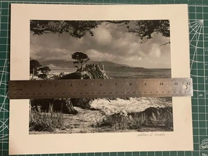 Einsame Zypresse, Kiesstrand, ca. Foto von William C. Brooks um 1946 - Bild 1 von 2
