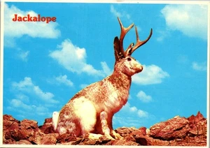 Vintage Humor Postcard JACKALOPE Most Amazing Desert Animal & Sings at Night - Picture 1 of 3