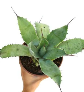 Agave parrasana X Agave ovatifolia X Agave eborispina - - NO variegated - Foto 1 di 6