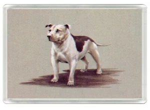 STAFFORDSHIRE BULL TERRIER DOG ART PRINT NOVELTY FRIDGE MAGNET   GREAT GIFT - Picture 1 of 1