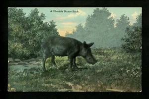 Animal postcard pig razor back Florida River Vintage - Picture 1 of 2