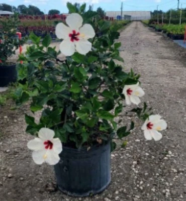 Plantas blancas Hibiscus Luna - 4 a 6 pulgadas de alto - maceta de 3 galones Foto 1 de 4