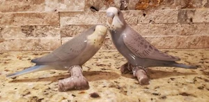 Parakeet Birds Jespersen Bing & Grondahl Royal Copenhagen Denmark #2210 & 2341 - Picture 1 of 13