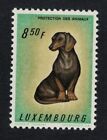 Luxembourg Dachshund Dog 1961 MNH SG#694 MI#640