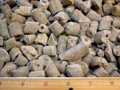 Fósiles de tallo crinoide más grandes 1-3 pulgadas 1 libra 10+ piezas Edad Devónica África Foto 1 de 4