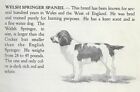 Welsh Springer Spaniel - 1940 Vintage Dog Art Print - Matted