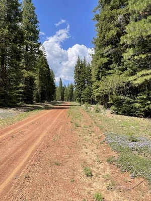 Terreno California en venta - ¡0,94 acres con árboles altos y nivel! - Condado de Modoc Foto 1 de 4