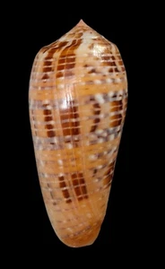 Concha de mar Conus dusaveli 73,8 mm, gema, patrón muy bonito, espécimen RARO, PERFECTO - Imagen 1 de 6
